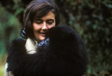 File:Bob Campbell Photograph of Dian Fossey with Orphaned Gorilla, Rwanda.jpeg