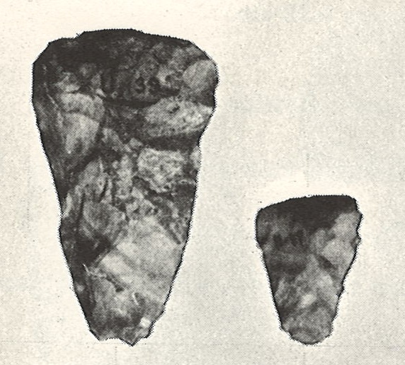 File:Plum Island projectile points.jpeg