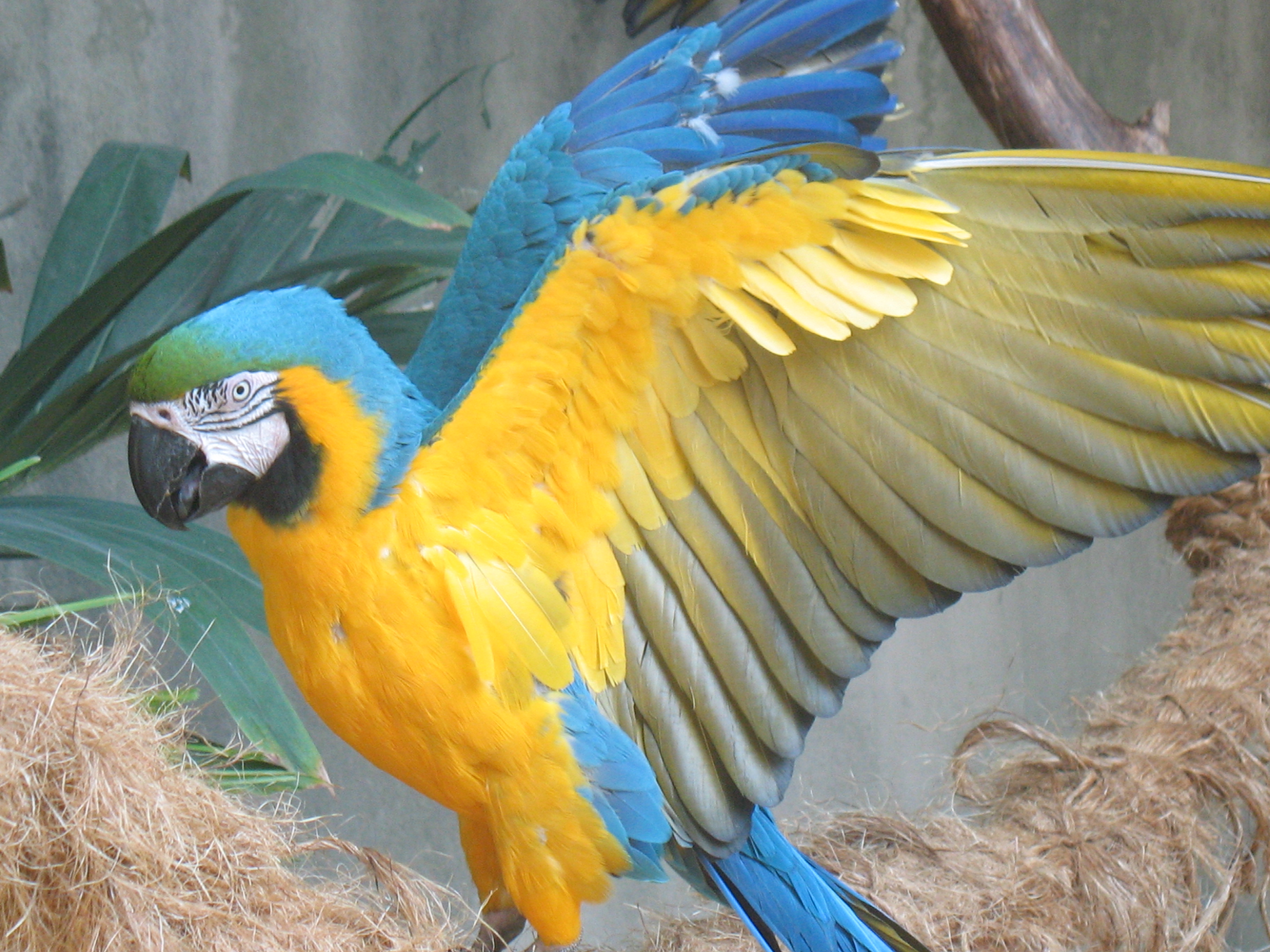 Blue+macaw+parrots