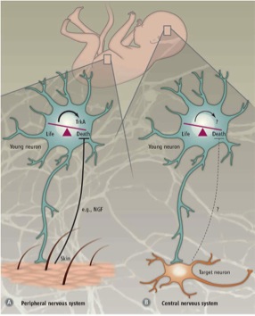 File:Programmed cell death in the peripheral and central nervous system.jpg