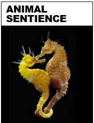 Animal Sentience cover.png