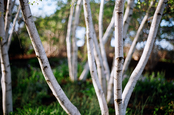File:Stand of birch trees.jpg