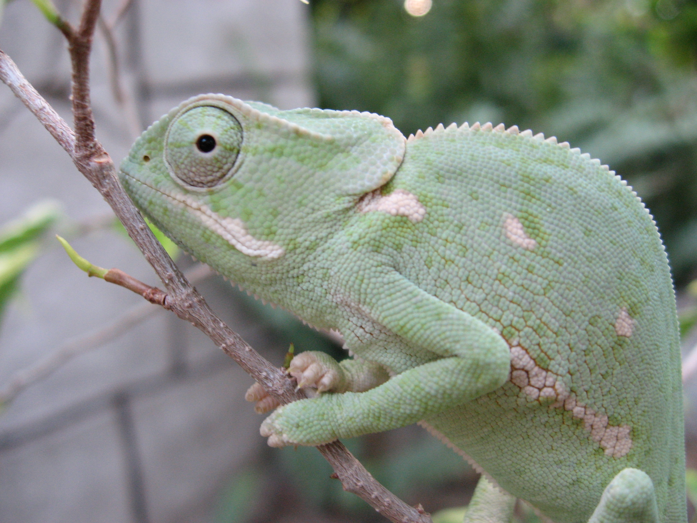 Flapped Necked Chameleon