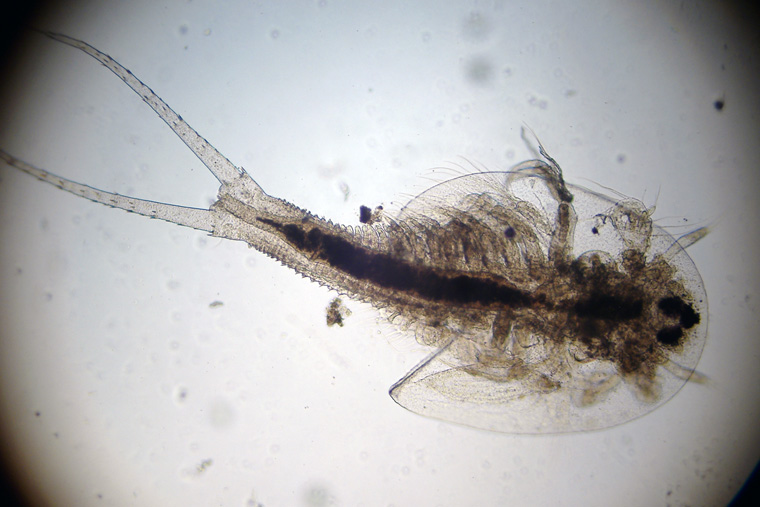 File:Triops Longicaudatus at about 48 hours old.jpg