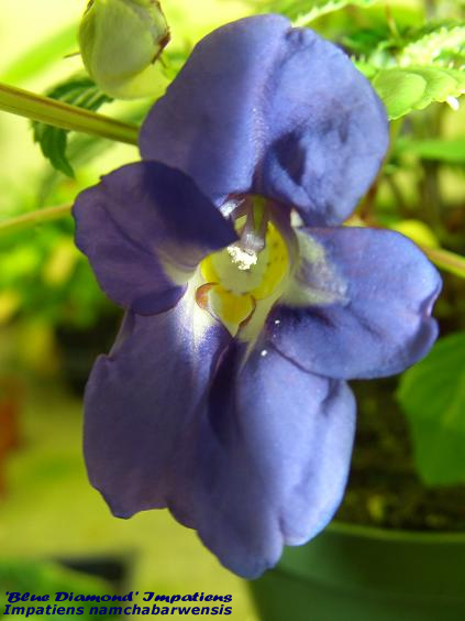 File:Impatiens namchabarwensis 19.jpg