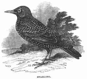 File:Starling - Project Gutenberg eBook 11921.jpg