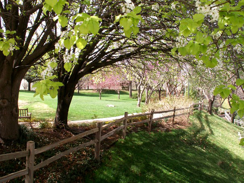 File:Myriad gardens overhanging tree.jpg