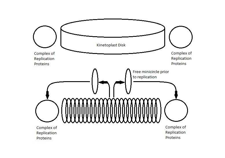 File:Kinetoplast Replication.jpg