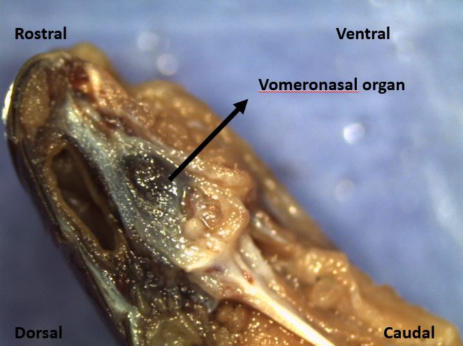 File:VO of garter snake sagittal section.jpg