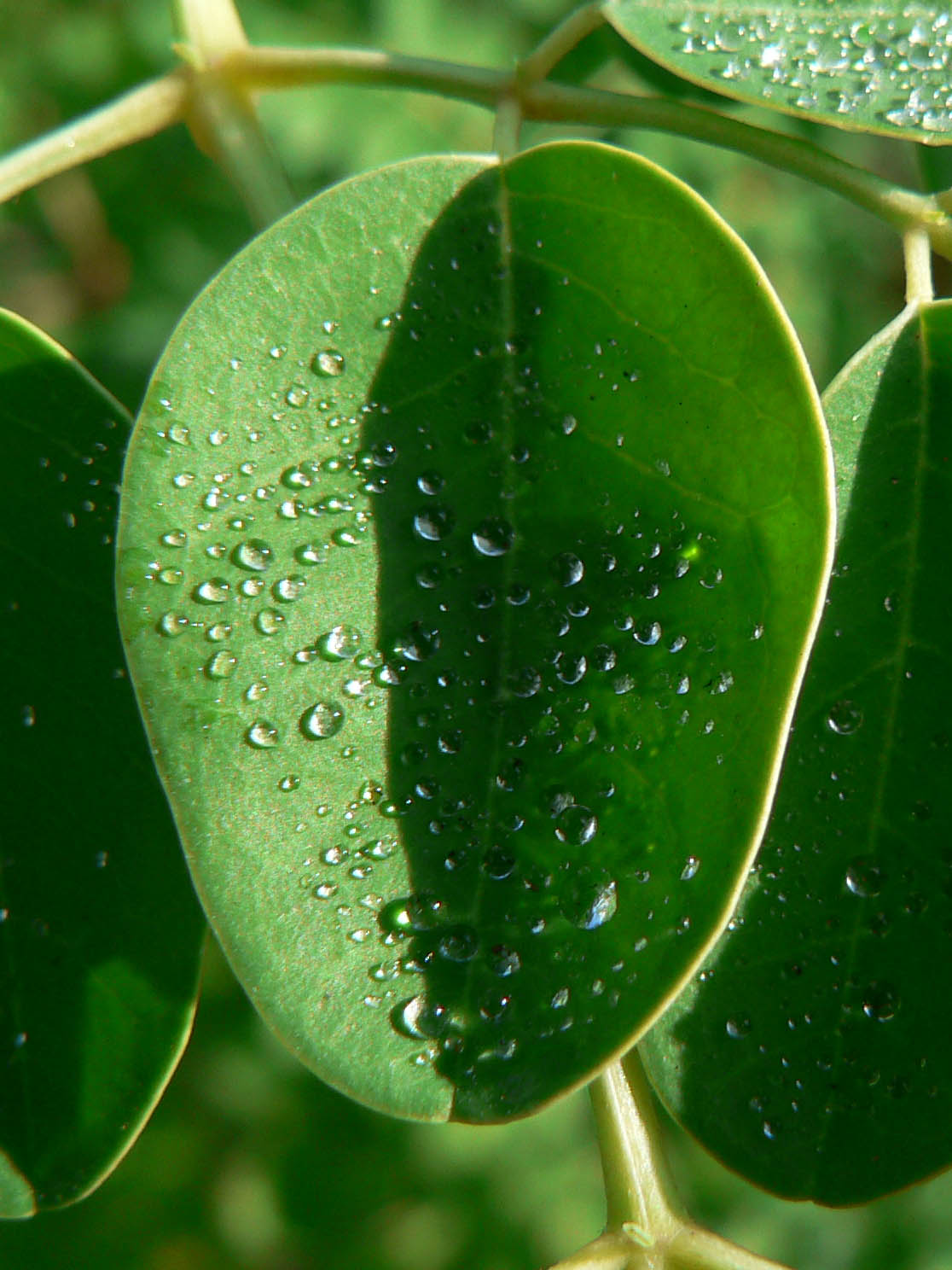 moringa leaves