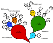 A Besseyan cactus evolutionary tree of the moss genus Didymodon with generalized taxa in color and specialized descendants in white. Support measures are given in terms of Bayes factors, using deciban analysis of taxon transformation. Only two progenitors are considered unknown shared ancestors. DidymCactus.png