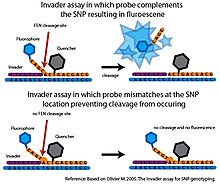 Taqman Snp Genotyping