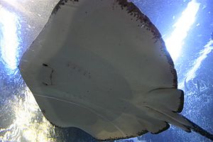 Stingray