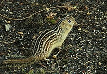 Thirteen-lined ground squirrel.jpg