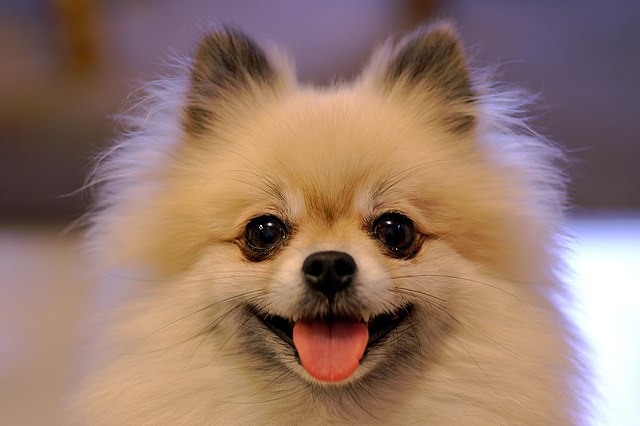 640px-Smiling_Tan_Pomeranian.jpg