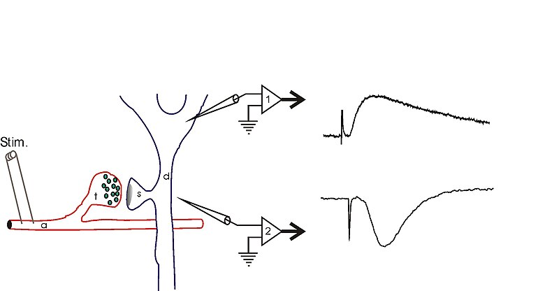 File:Field potential schematic.jpg