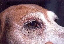 Dog Skin Allergy