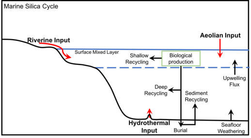 Marine Silica Cycle.png