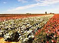 Image of a rose farm in Gorasara.