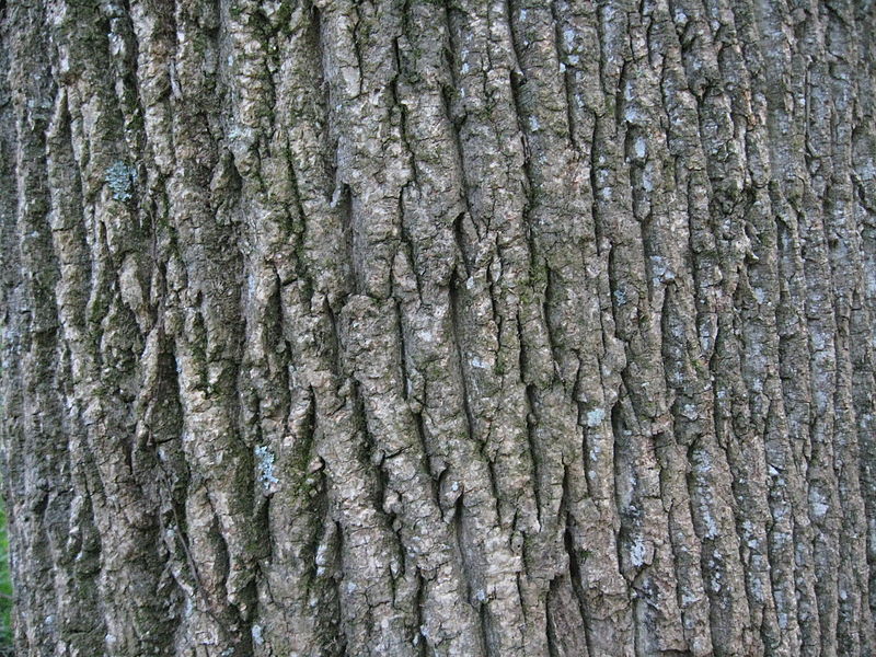 File:Tree Types and Barks 003.jpg