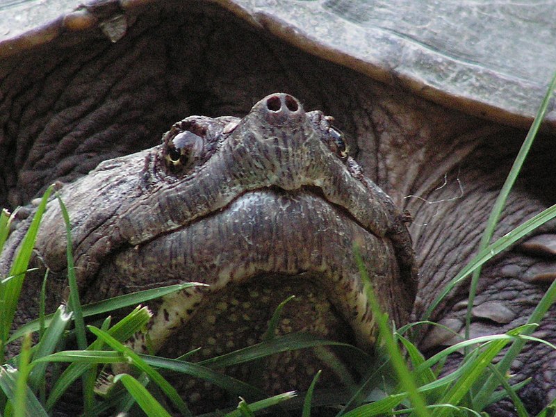 800px-Turtleface.jpg