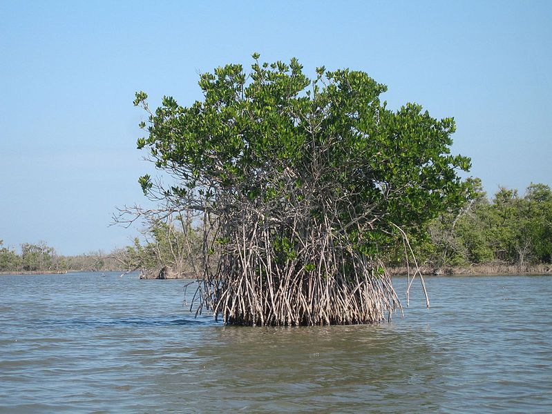 File:Red mangrove-everglades natl park.jpg