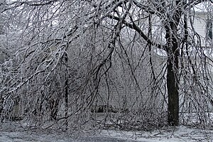 Destruction of tree limbs due to ice storm