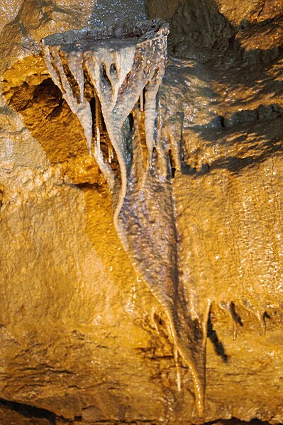 File:BirdsNestMysteryCaveMN.jpg