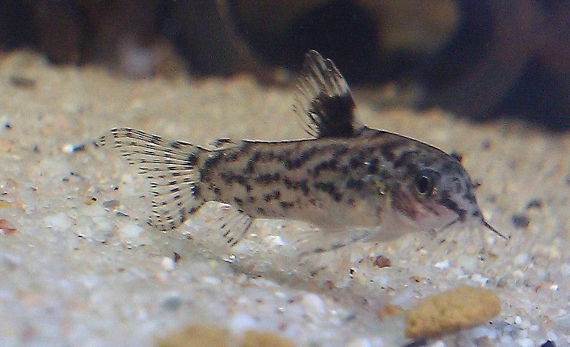 File:False cory 1.jpg