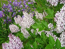 Irises and Lilacs blossom in a Victory neighborhood garden Victory -lilacs.jpg