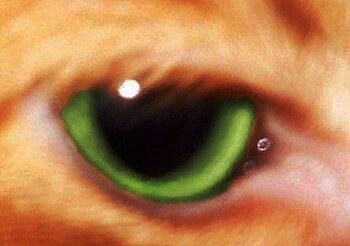 A closeup of a cat's eye, showing green iris a...