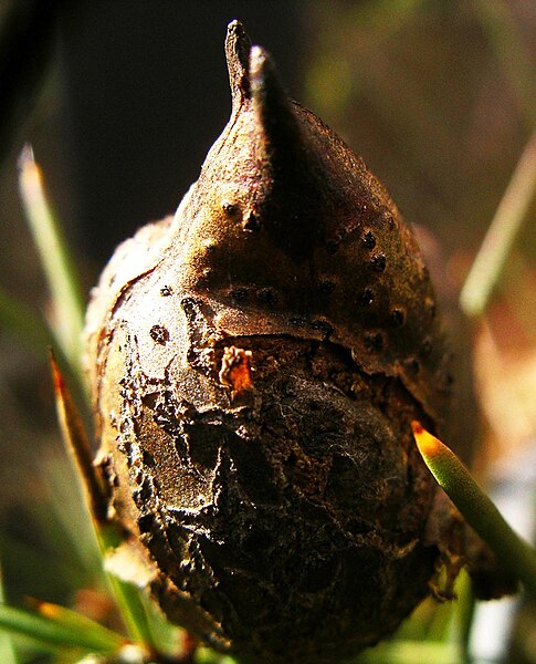 File:Hakea-seed.jpg