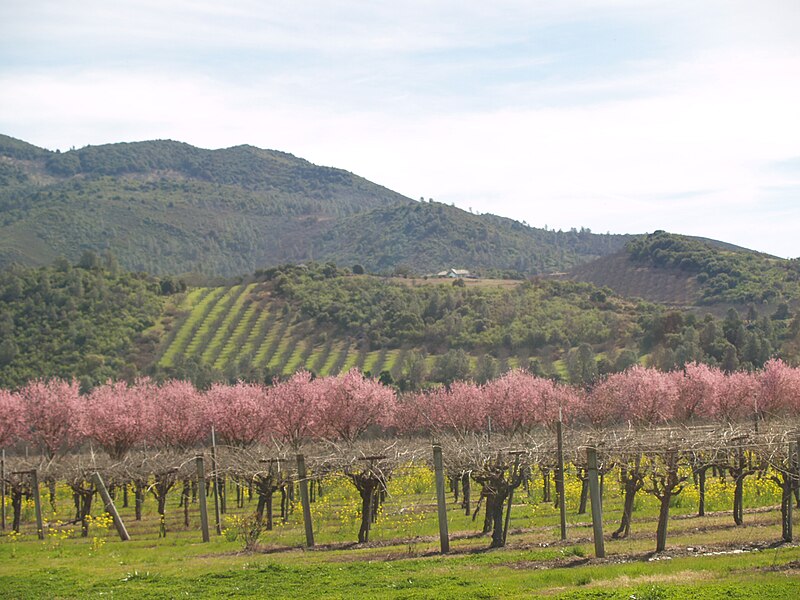 File:SPRING IN THE VINEYARDS.JPG