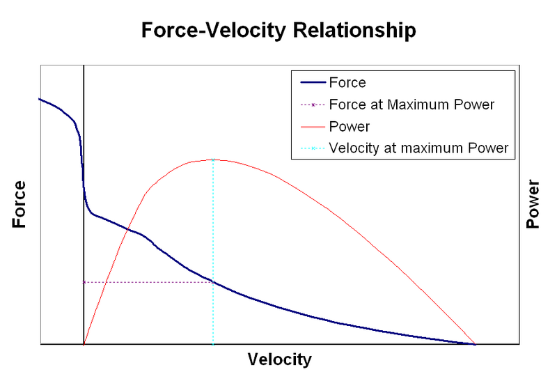 File:Muscle Force Velocity relationship.png