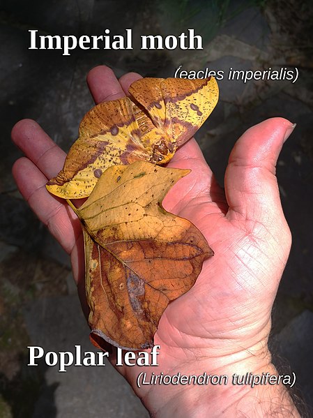 File:Imperial-moth-camouflaged-with-leaf.jpg