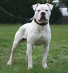 English White Bulldog