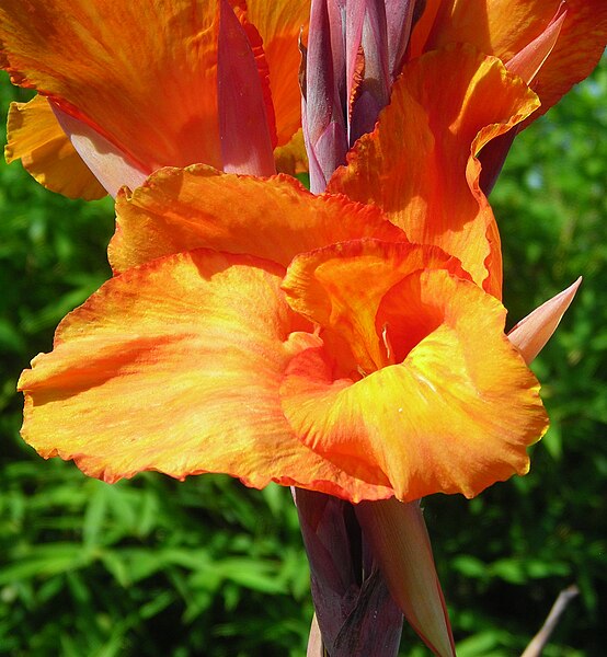 File:Canna MrsKateGray 0043.JPG