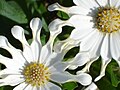 White Spoon Osteospermum.