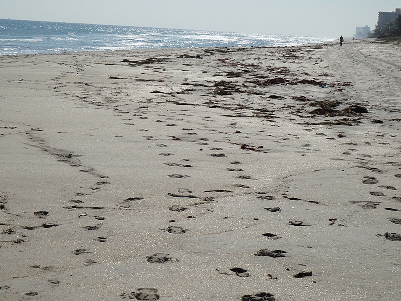 File:Piled Sand and Ocean in Highland Beach Florida.jpg