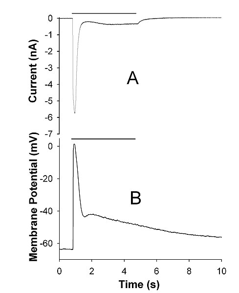 File:TRP P.Americana retina.jpg