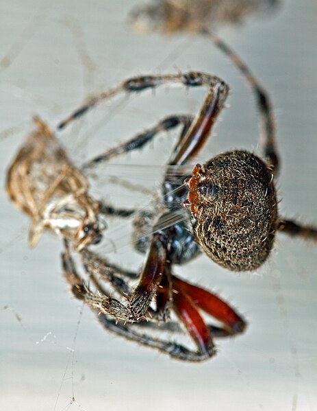 File:BarnSpiderSpinneret.jpg