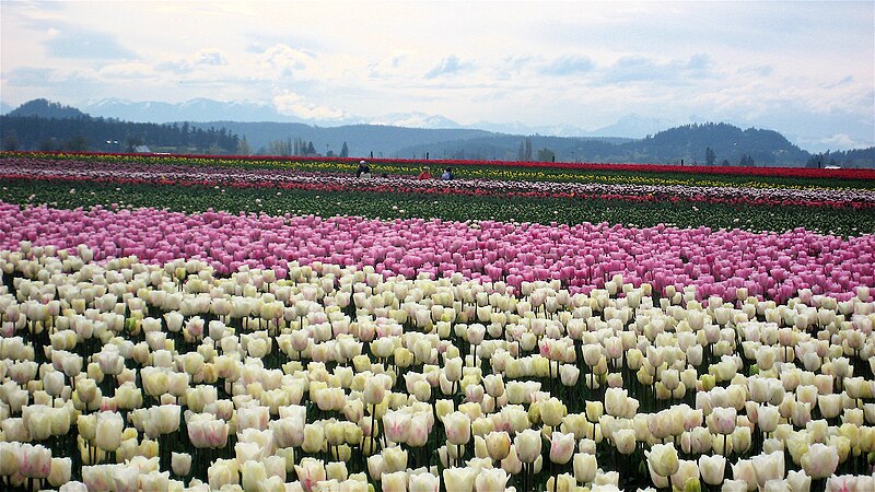 File:SkagitCountyTulipFestival.jpg