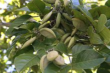 Pongamia pinnata seeds in Brisbane, Australia. Pongamia Pinnata Seeds.jpg