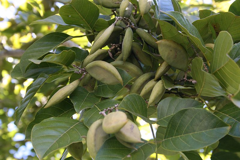 File:Pongamia Pinnata Seeds.jpg