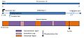 Annotated diagram of the TMEM229b gene (with its 3 exons), mature mRNA and protein domains. Functional peptide is predicted to take the form of a connexin 4-pass transmembrane subunit (seen below).