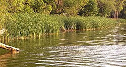 Langdon Bay Shoreline Blue Heron.JPG