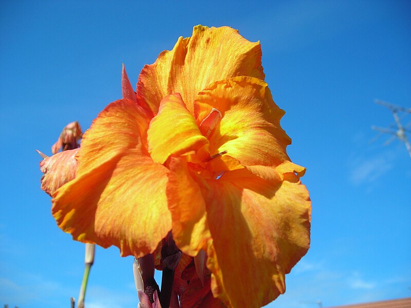 File:Canna UncleSam 0069.JPG