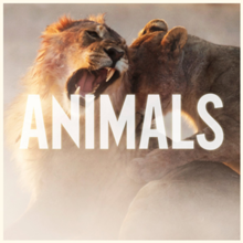 Maroon 5 - Animals Single Cover.png