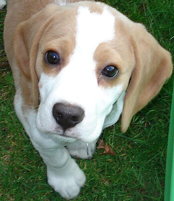 Beagle puppy