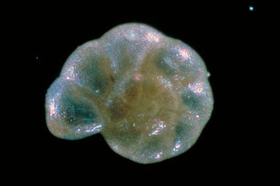 Planktonic foram